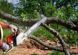 Best Hedge Trimming  in Vandercook Lake, MI